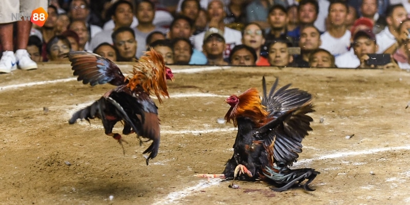 gà đá cựa sắt hay nhất